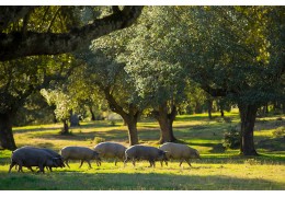 Revisan adquiere la Dehesa San Miguel